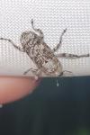 Gasterocercus depressirostris