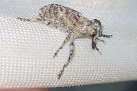 Gasterocercus depressirostris
