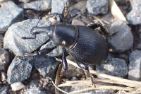 Liparus coronatus