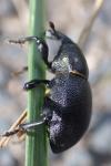 Liparus coronatus