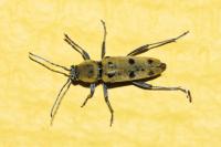Chlorophorus glabromaculatus