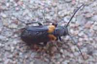 Sitaris muralis