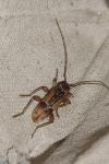 Trichoferus pallidus