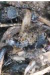Ontholestes murinus