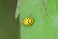 Psyllobora vigintiduopunctata