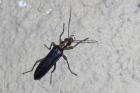 Nacerdes carniolica