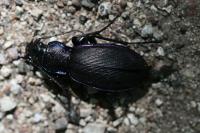 Carabus violaceus purpurascens