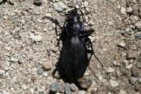 Carabus violaceus purpurascens