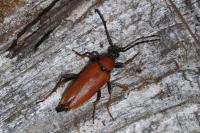 Stictoleptura rubra