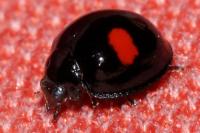 Chilocorus renipustulatus