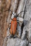 Stictoleptura rubra