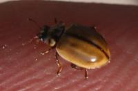 Aphidecta obliterata