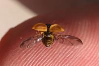 Aphidecta obliterata