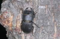 Dorcus parallelipipedus
