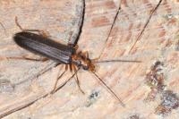 Nacerdes carniolica