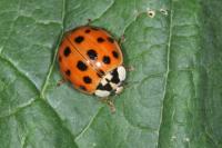 Harmonia axyridis