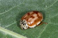 Harmonia quadripunctata