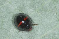 Chilocorus bipustulatus