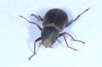 Pomatinus substriatus