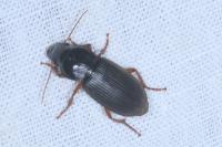 Pseudoophonus rufipes