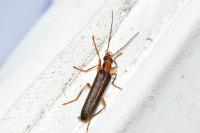 Nacerdes carniolica
