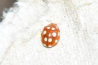 Vibidia duodecimguttata