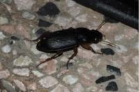 Pseudoophonus rufipes