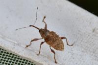 Curculio elephas