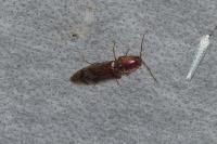 Stenagostus rhombeus