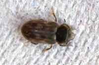 Heterocerus