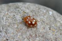 Vibidia duodecimguttata