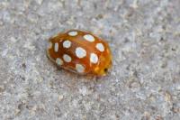 Halyzia sedecimguttata