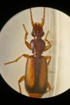 Polistichus connexus