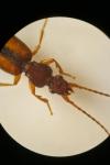 Polistichus connexus