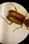 Polistichus connexus