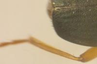 Brachinus crepitans