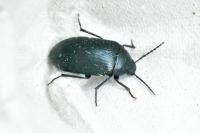 Prionychus ater