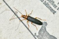 Nacerdes carniolica