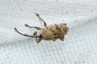 Curculio glandium