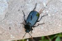 Necrodes littoralis