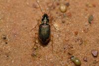 Chlaenius vestitus