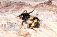 Nicrophorus interruptus