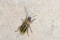 Diabrotica virgifera