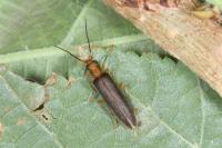 Nacerdes carniolica
