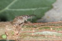 Curculio elephas