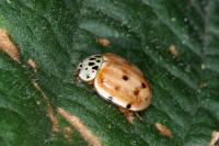 Harmonia quadripunctata