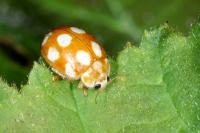 Calvia decemguttata