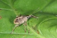 Curculio venosus