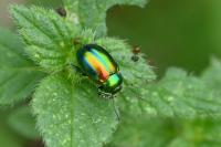 Chrysolina fastuosa