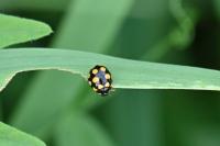 Coccinula quatuordecimpustulata